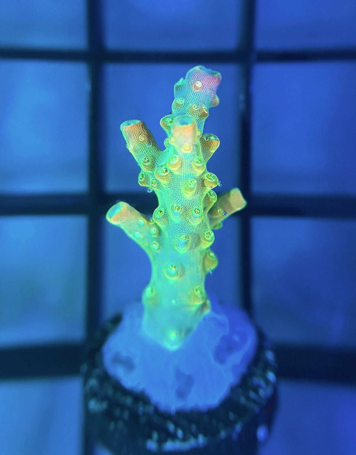 RR Rainbow Loom