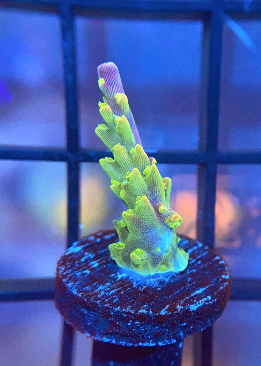 RR Rainbow Loom