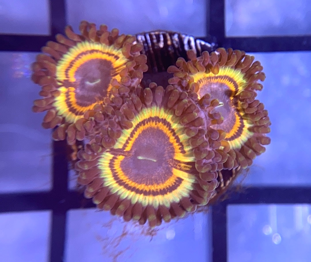 Gravefire Zoas