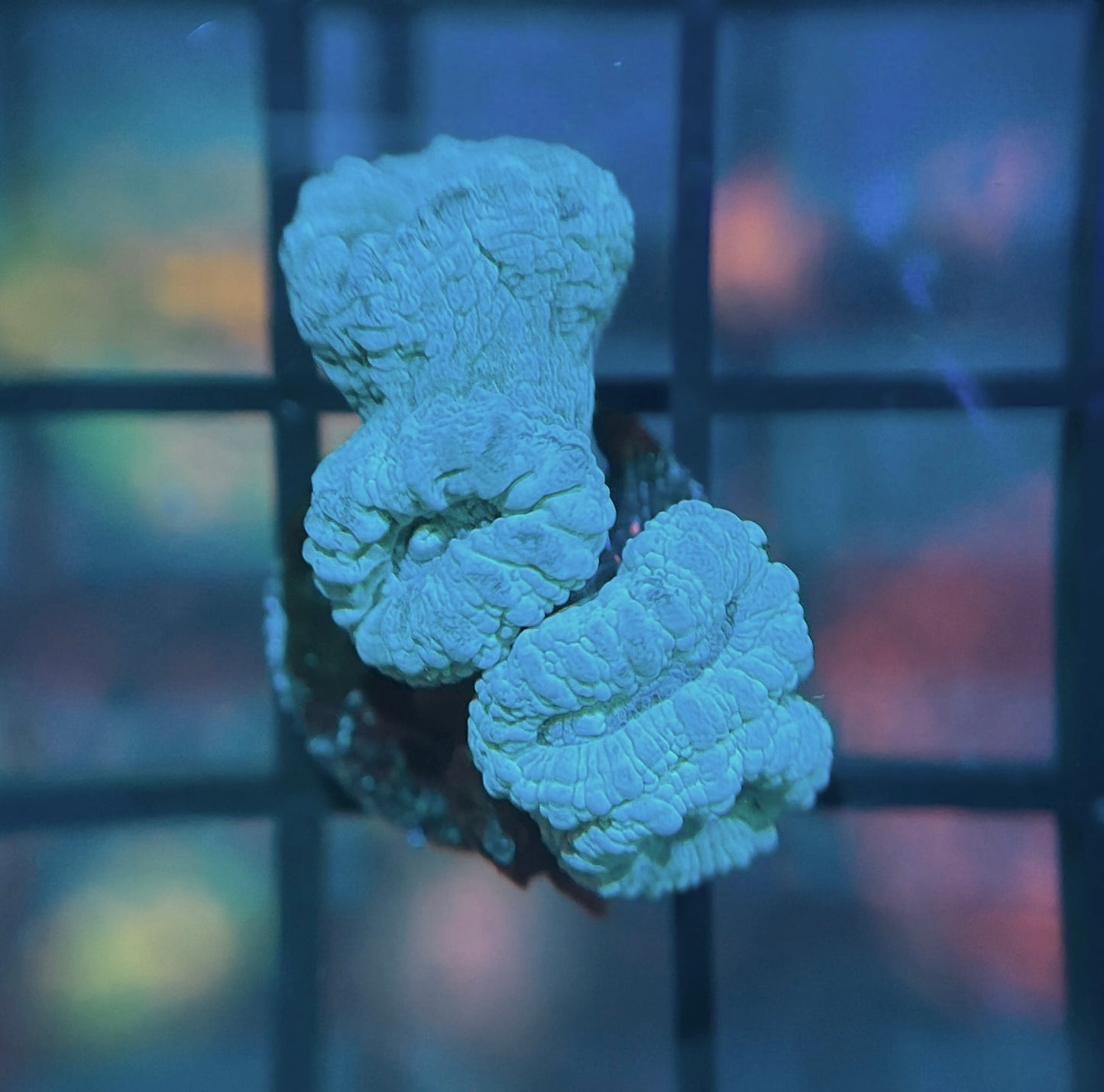 Blue Candy Cane
