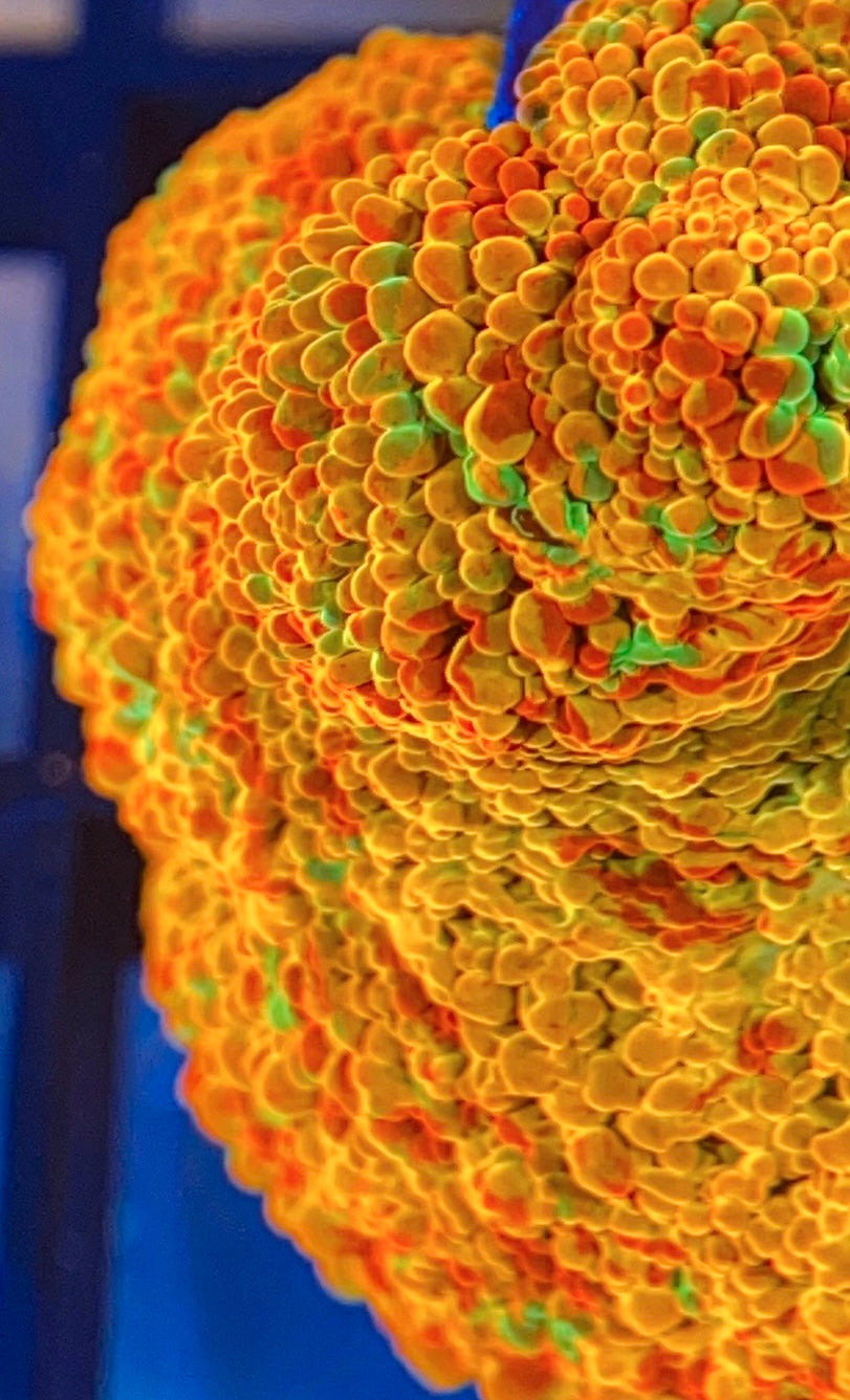 RRG Paint Splatter Jawbreaker