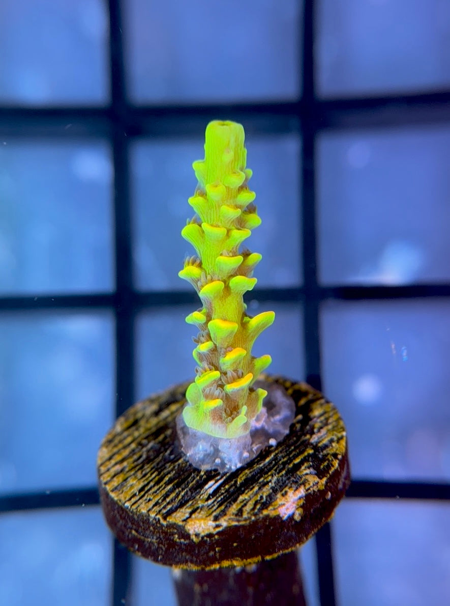 BKCHEM Fruit Loops Tenuis