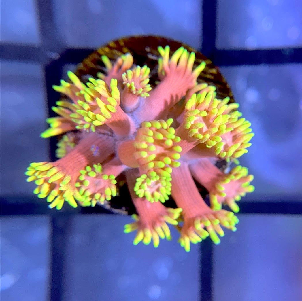 RRG Strawberry Burst Goni