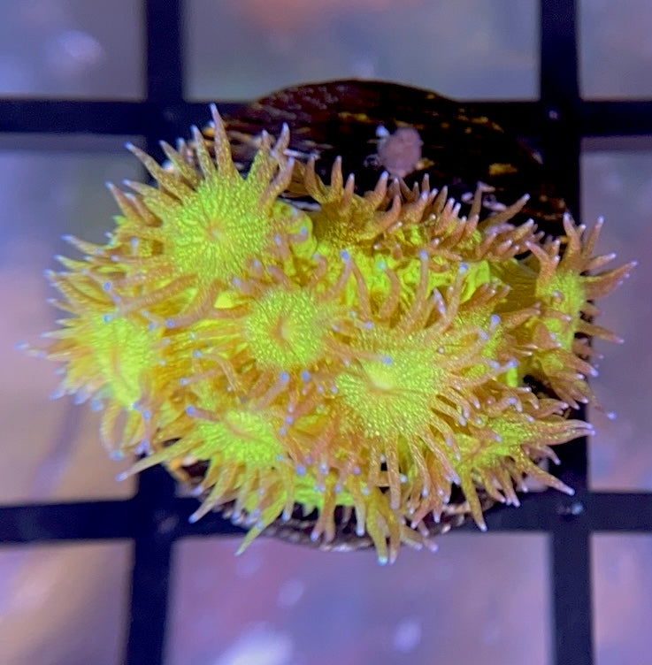 RRG Leprechaun Dust Glitter Goni