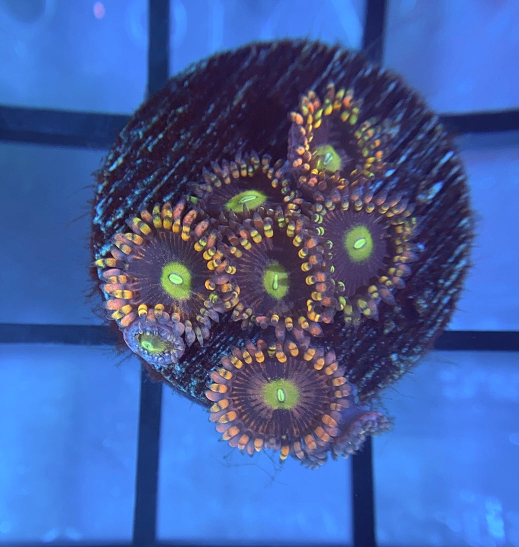 CK Bozo's Birthday Zoas