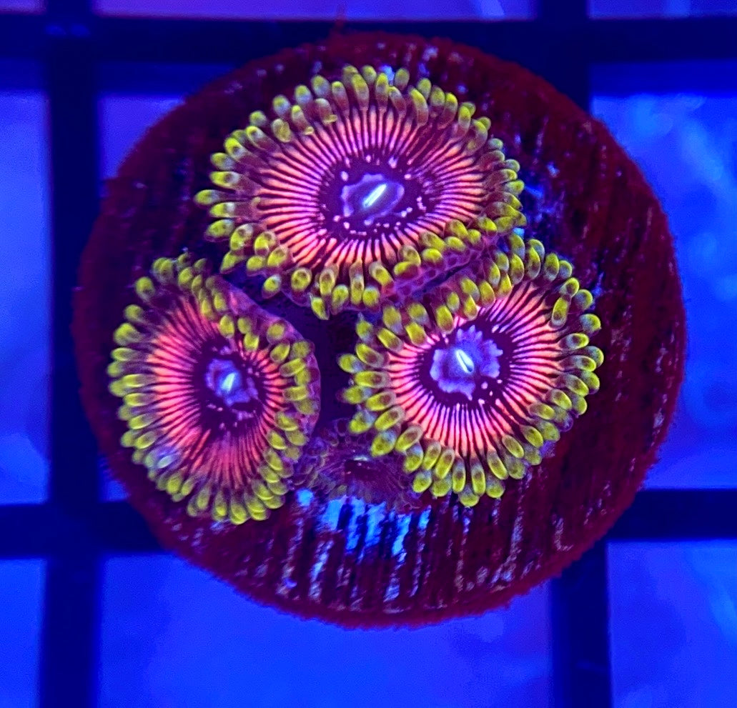 WWC Black Orchid Zoas