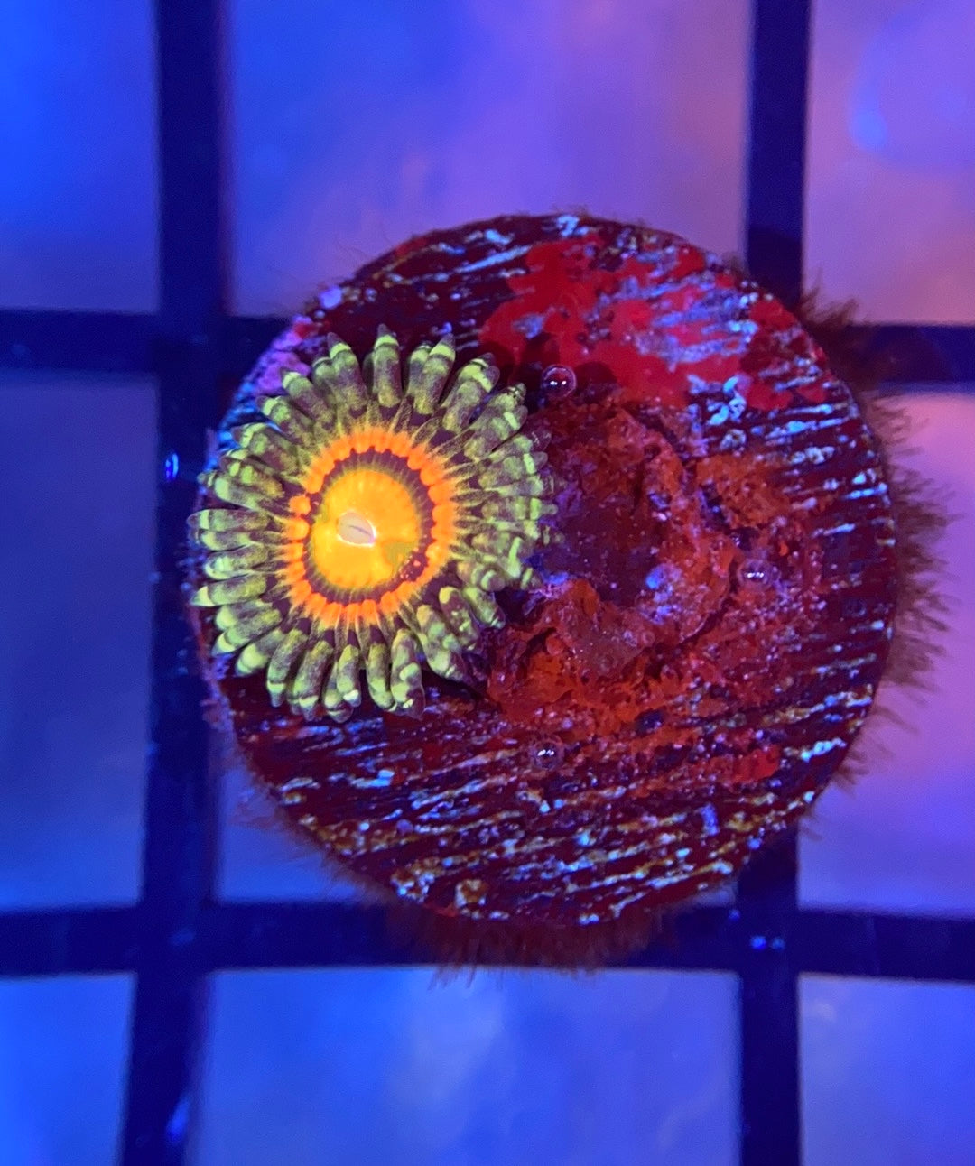 Rainbow Incinerator Zoas