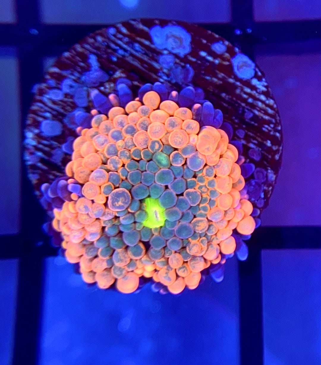 Juicy Fruit Ricordea