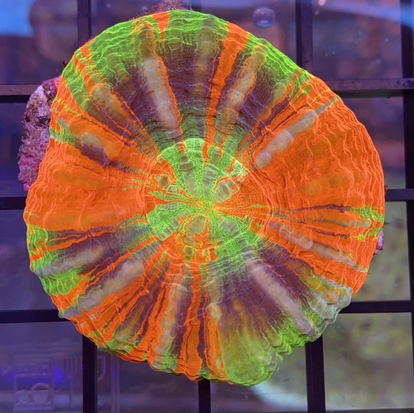 Aquacultured Master Scolymia with Teal