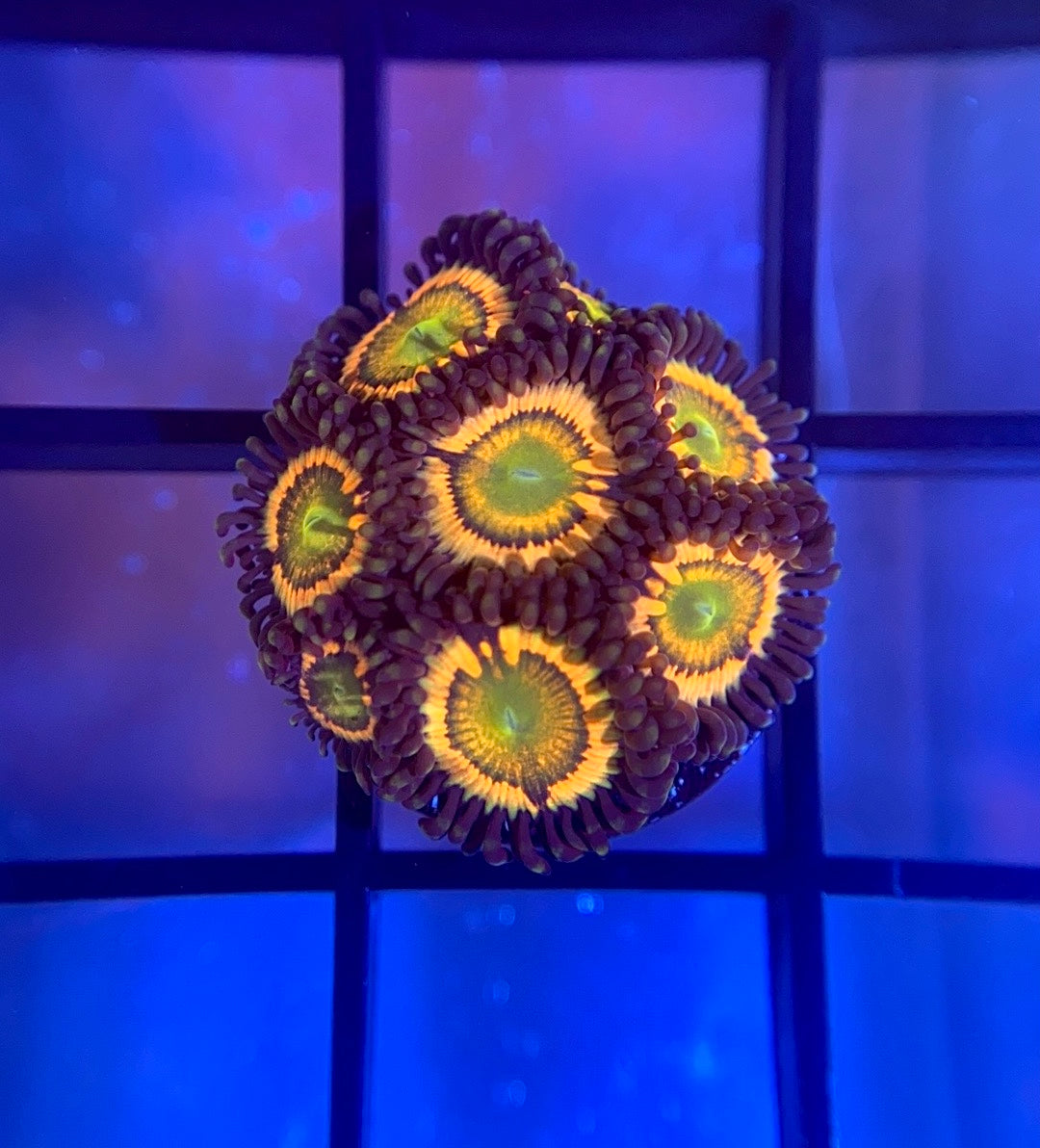 Citrus Cooler Zoas