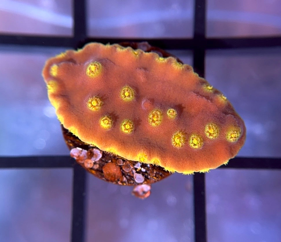 LA Lakers Scroll Coral