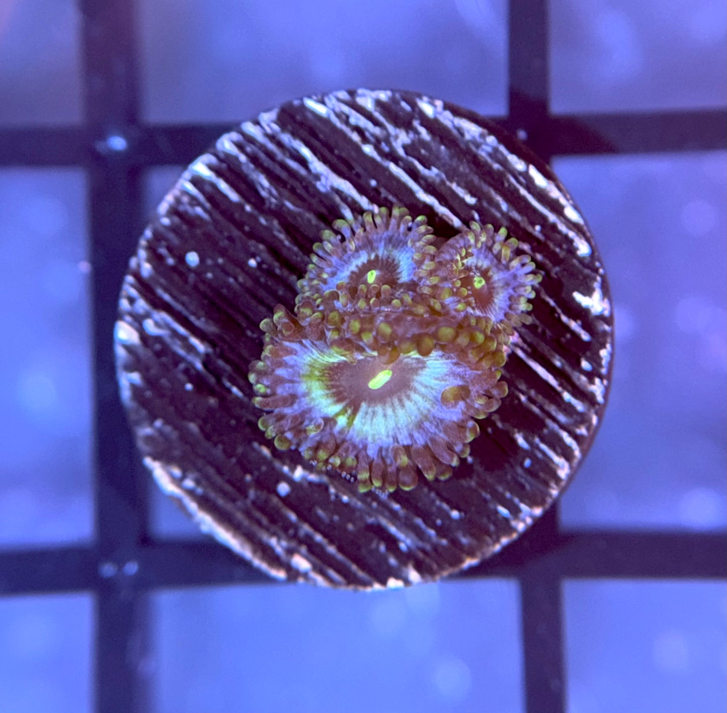 RRG Galactic Empire Zoas