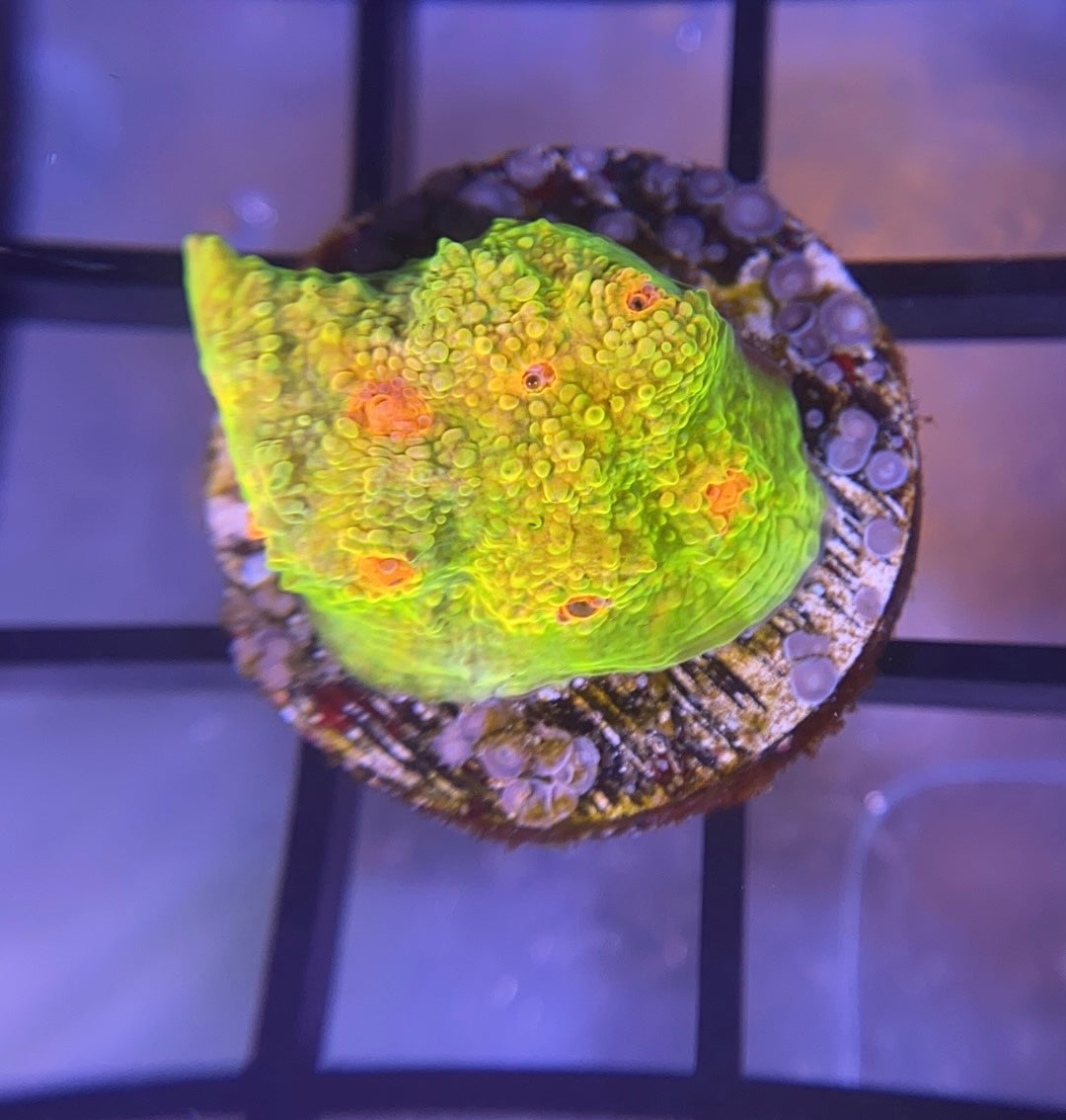 OG Grafted Mummy Eye