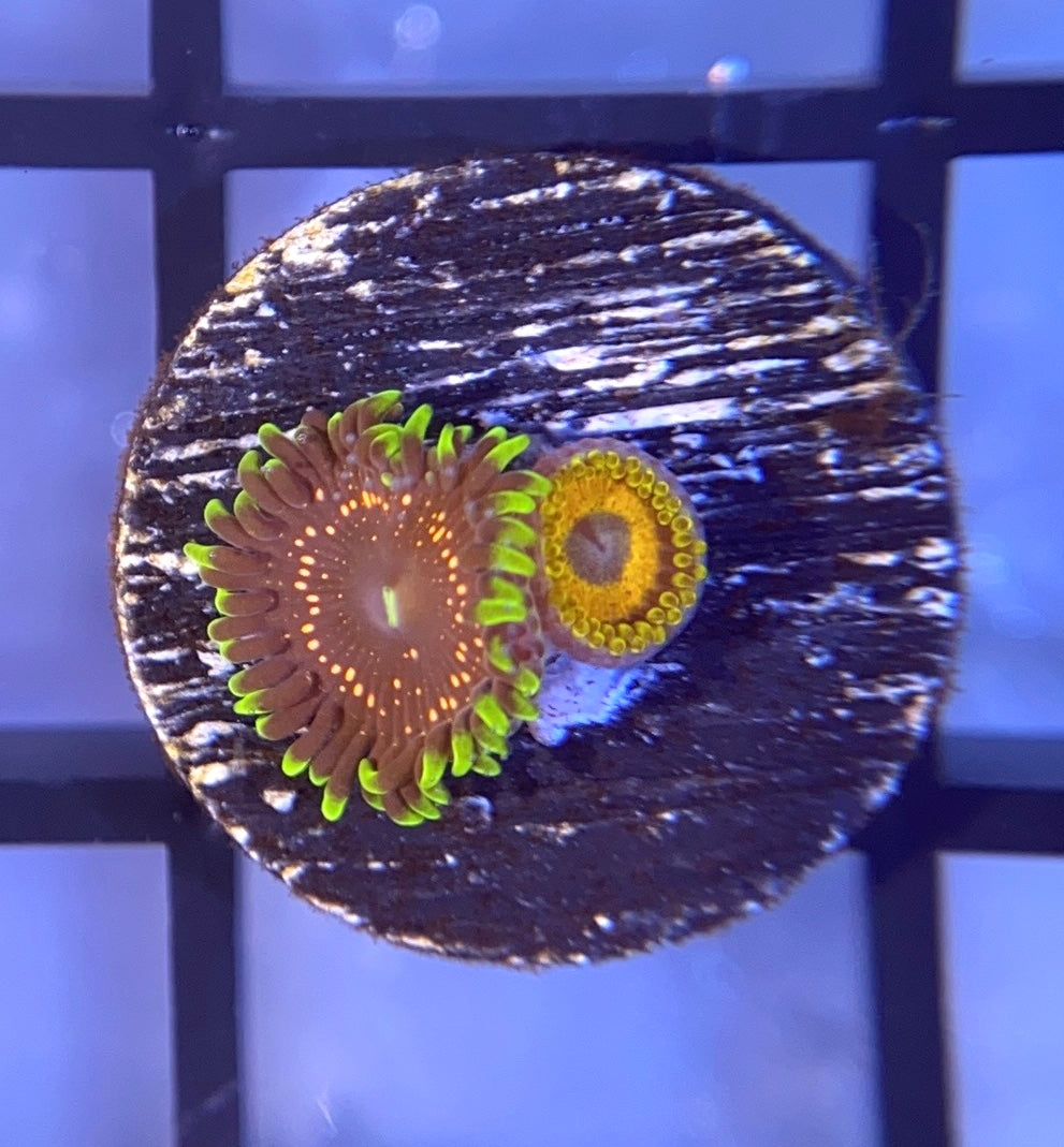 Psychosis Zoas