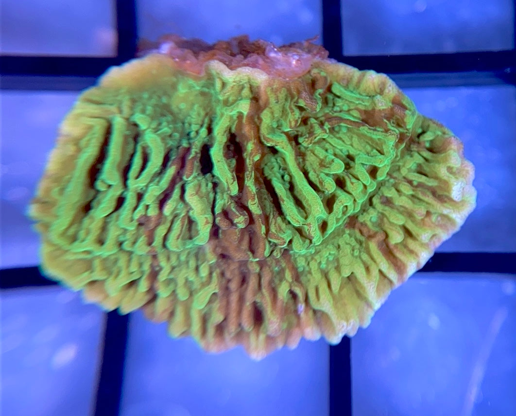 JF Cold Fusion Monti