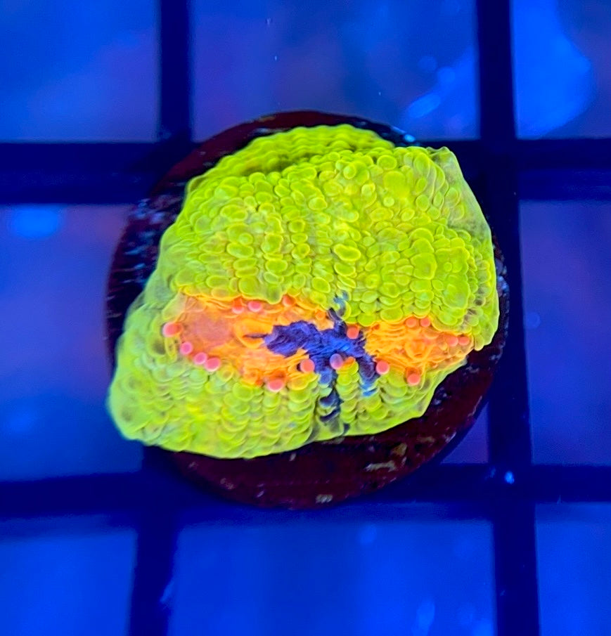 CCA Crayola Meltdown Chalice