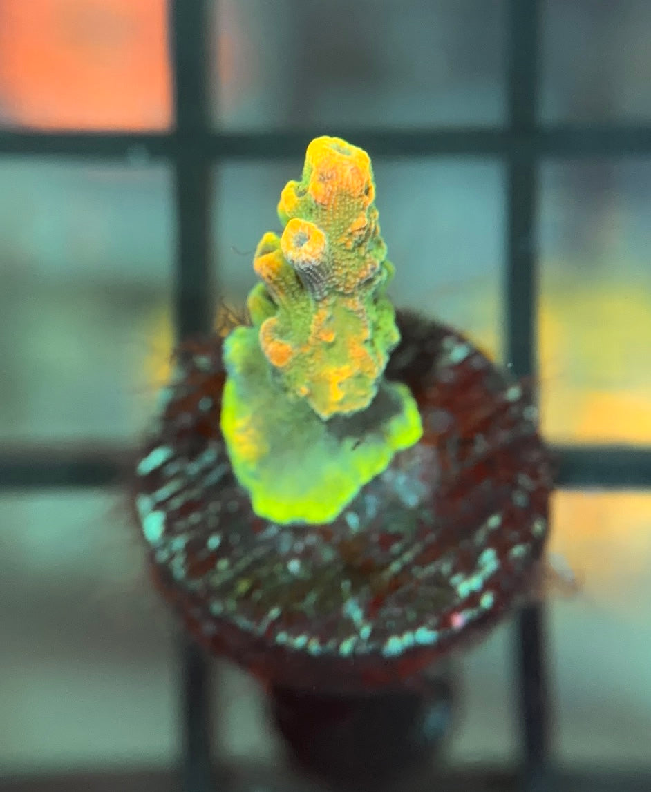 POTO Side Chick Acro