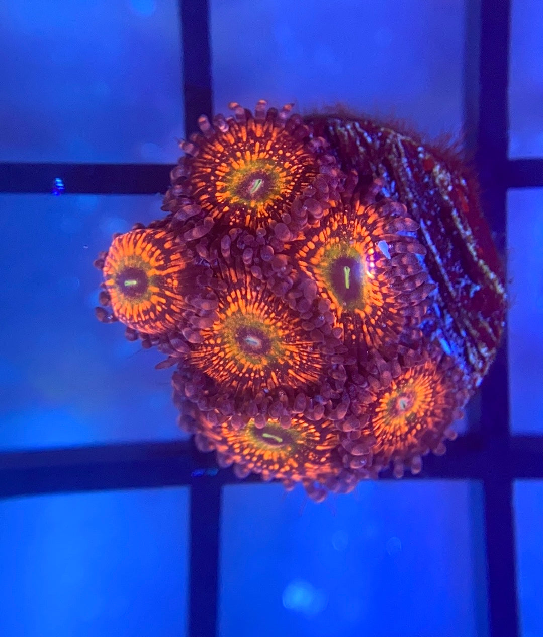 CB Krak Gods Zoas