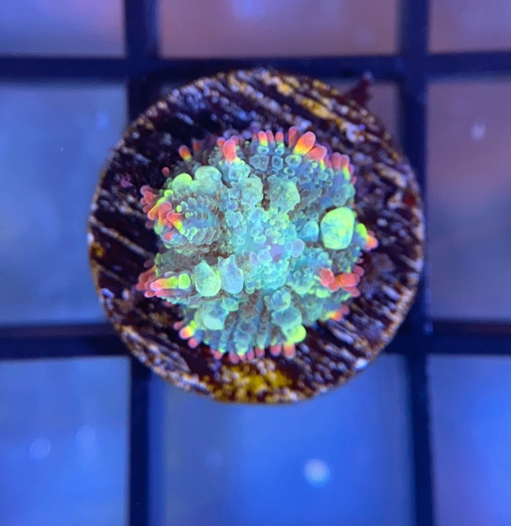Mardi Gras Bounce Mushroom
