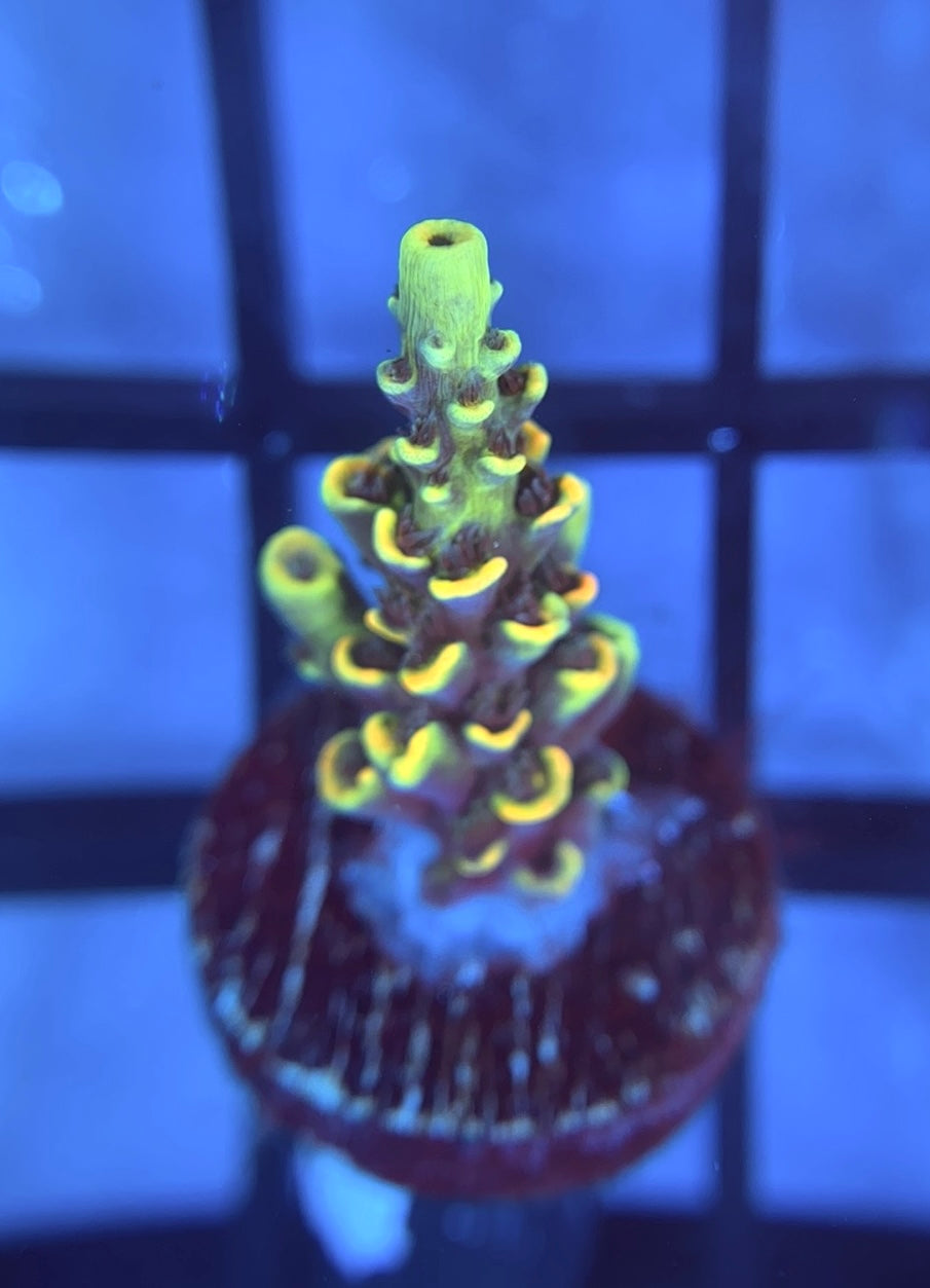 BKCHEM Fruit Loops Tenuis