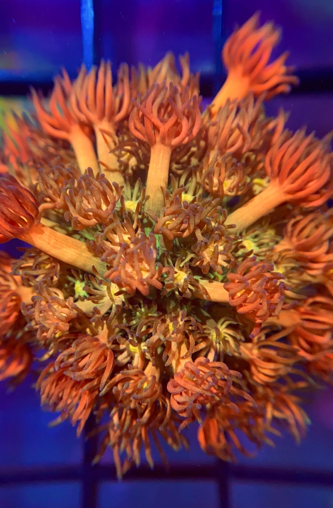 RRG Eternal Flame Goni