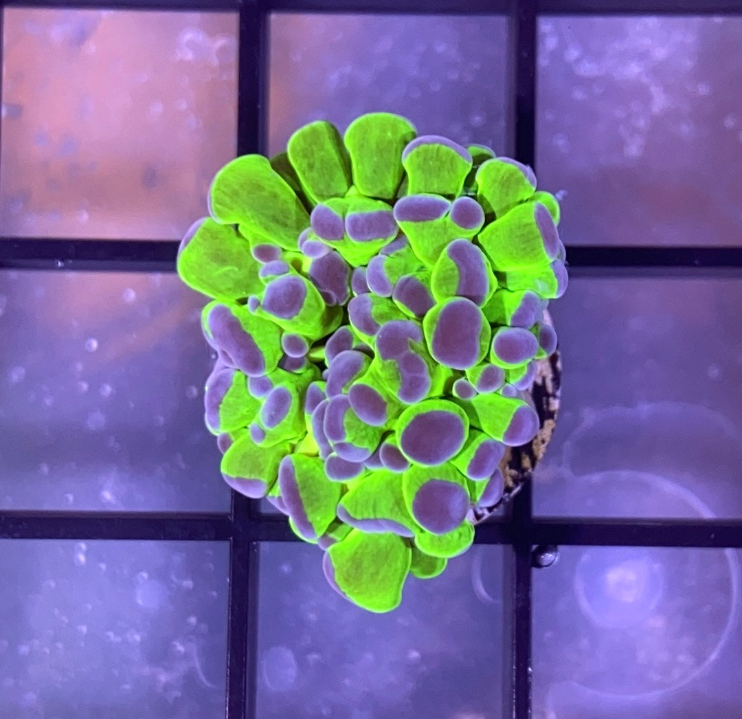 Pink Tip Frogspawn