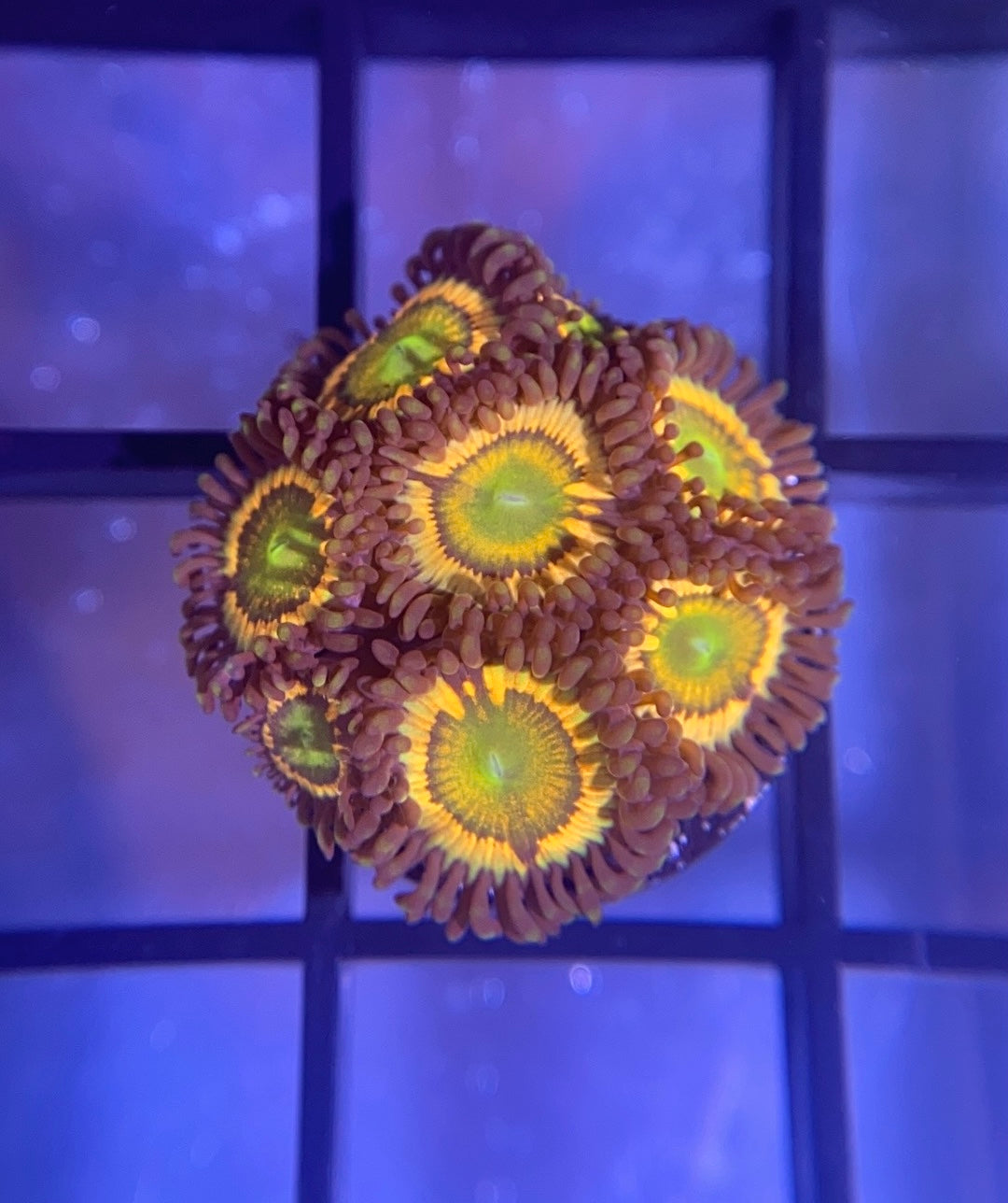 Citrus Cooler Zoas