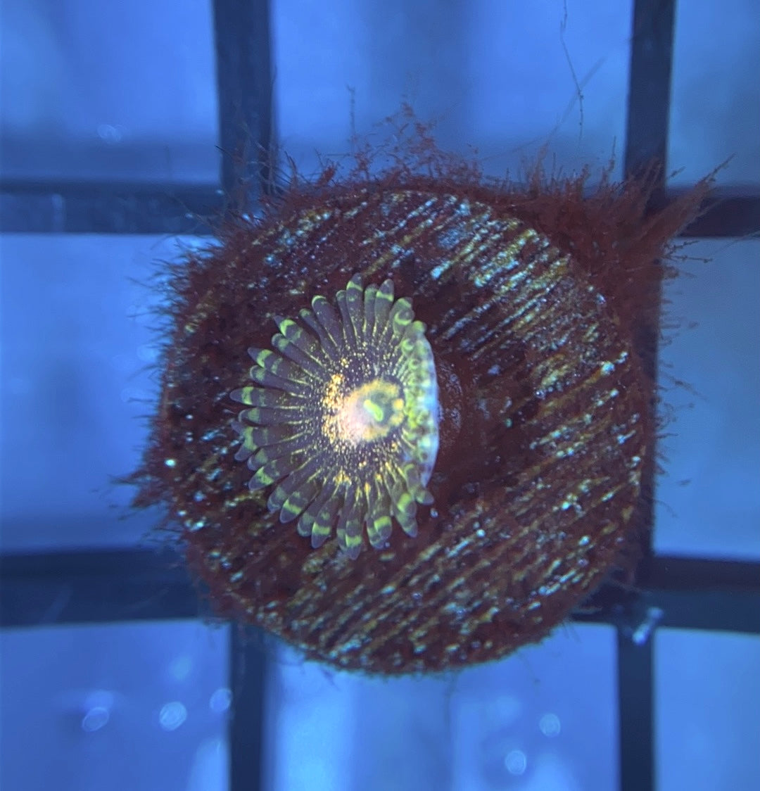 Queen Krakatoa Zoas