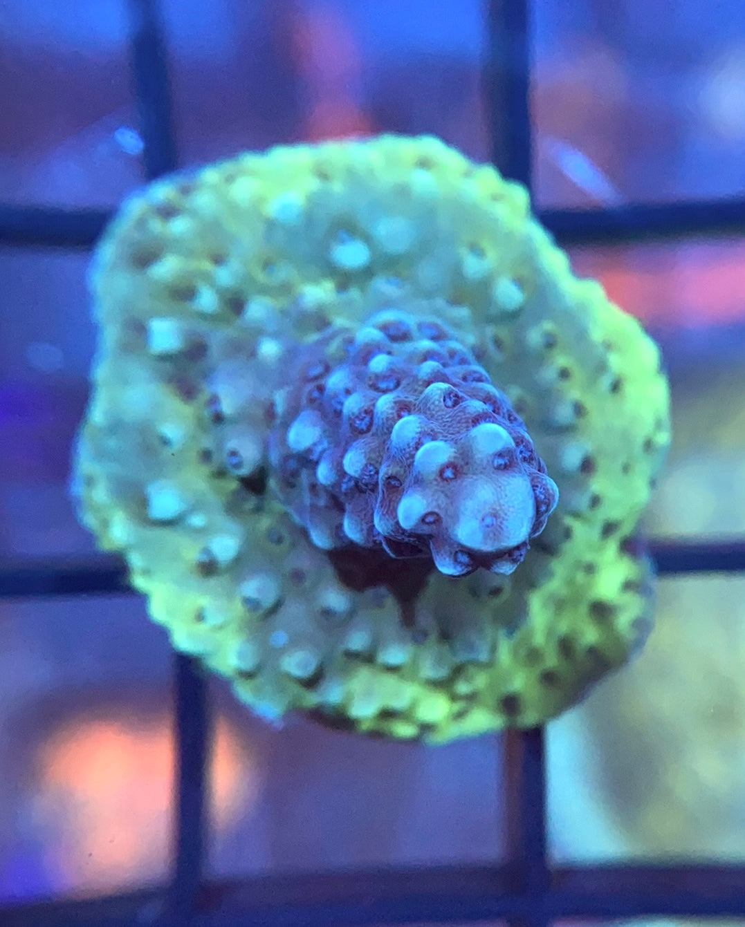 RRG Blueberry Blast Acro