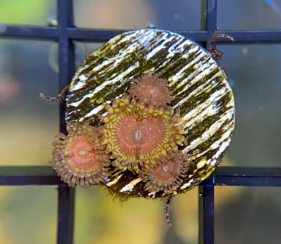 ReefTRD Panty Dropper Zoas