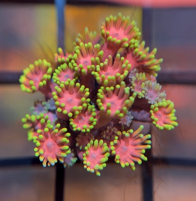 WWC Hollywood Nights Goni