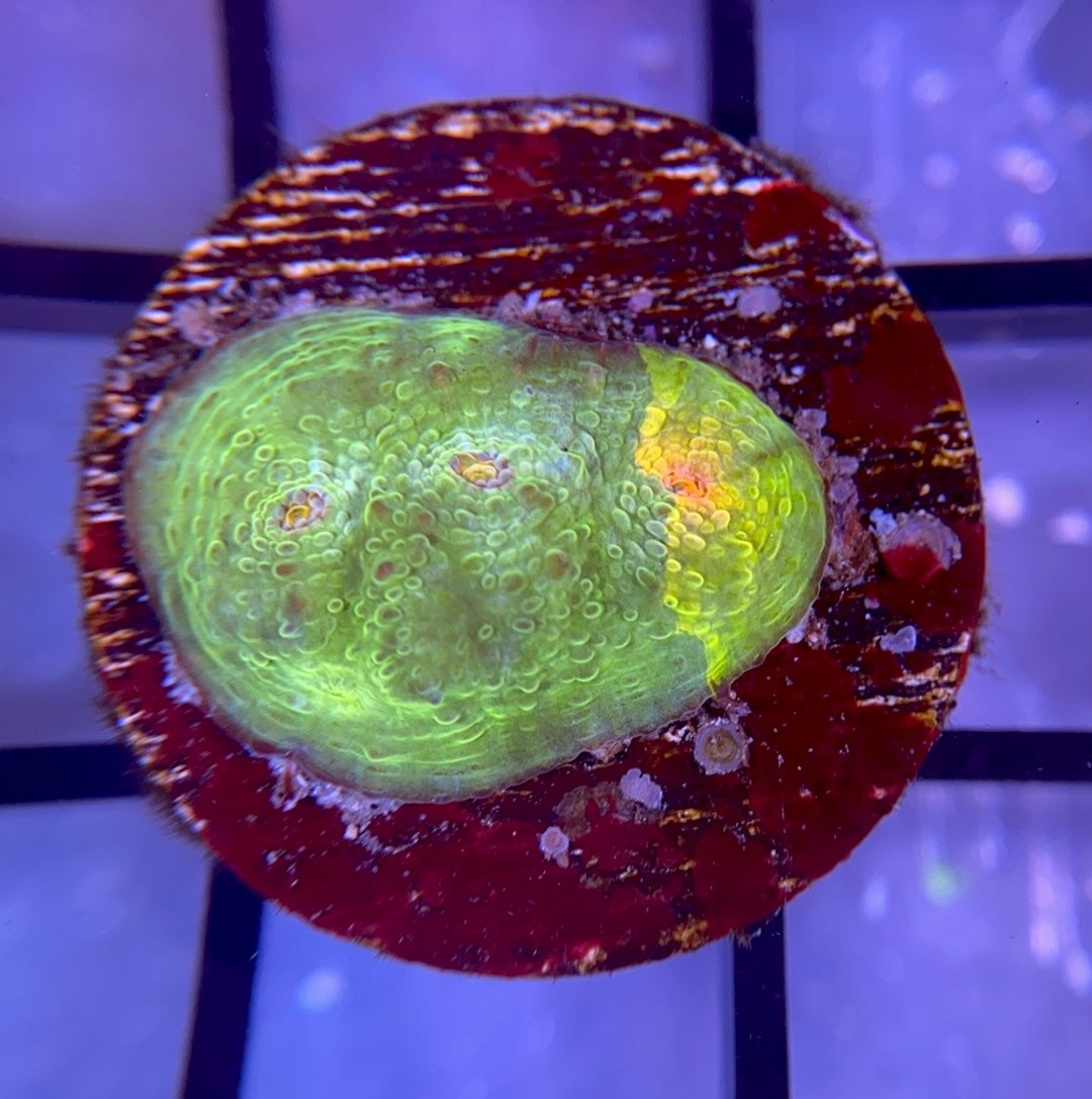 CCA Crayola Meltdown Chalice