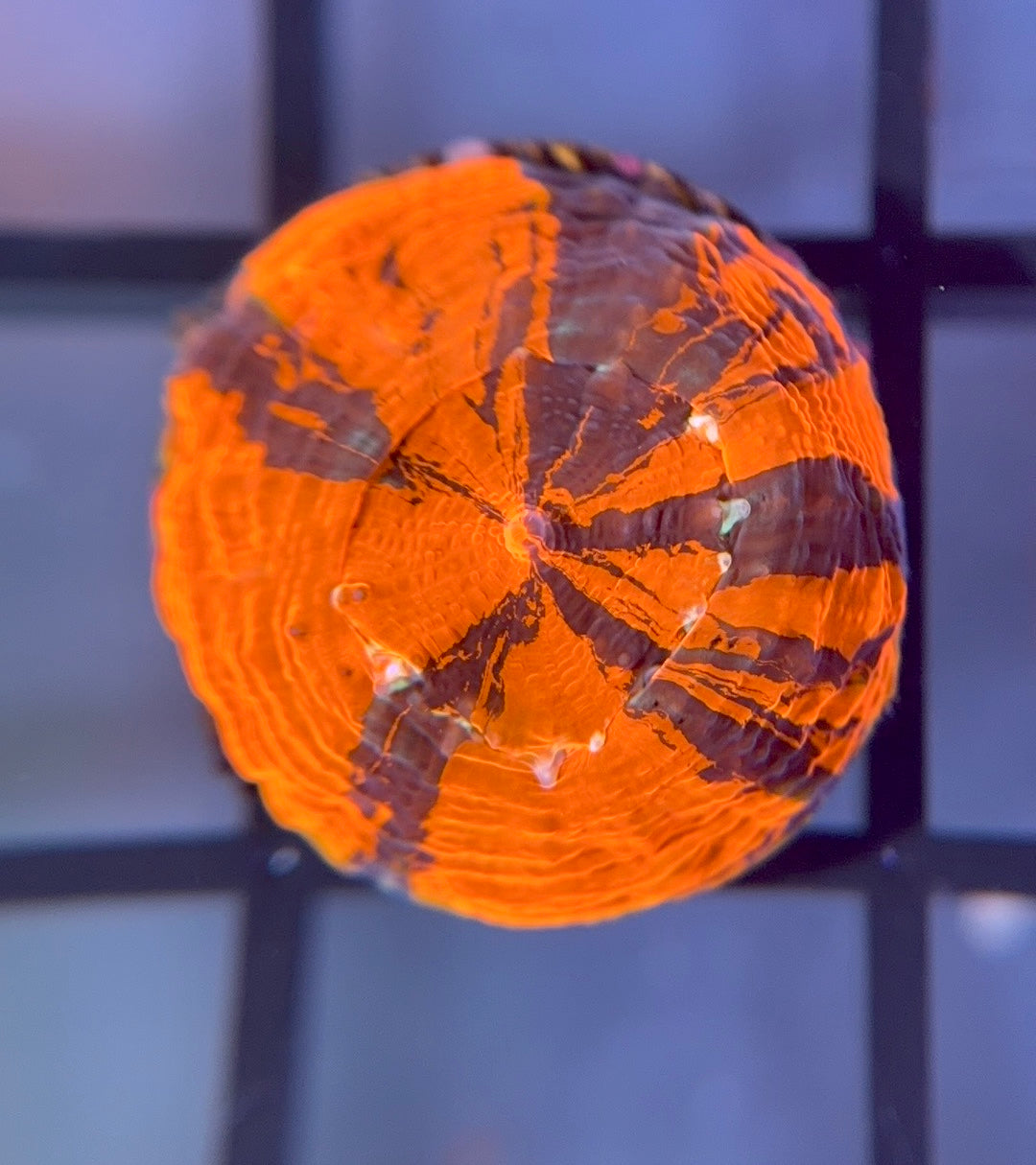 RRG Captain America Master Bower