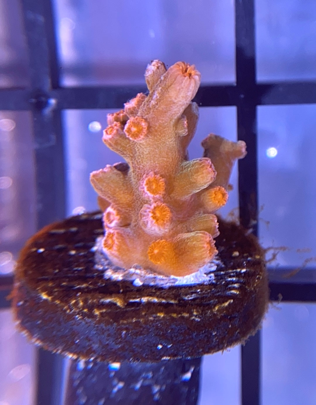 Strawberry Branching Cyphastrea