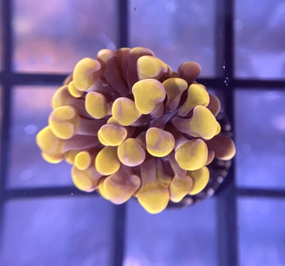 RRG Cinnamon Swirl Hammer