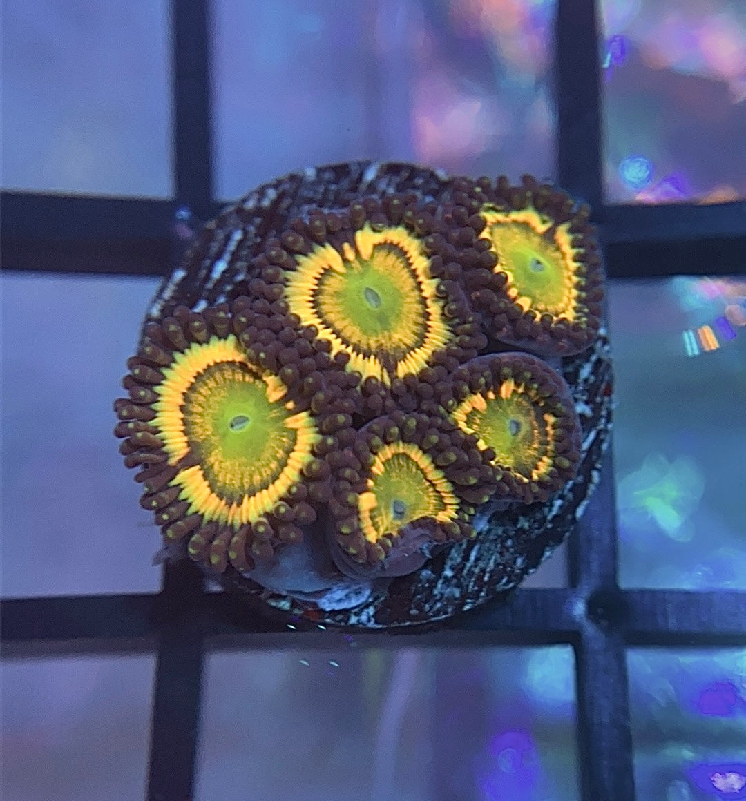 Citrus Cooler Zoas