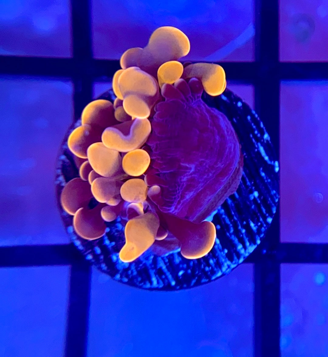 RRG Cinnamon Swirl Hammer