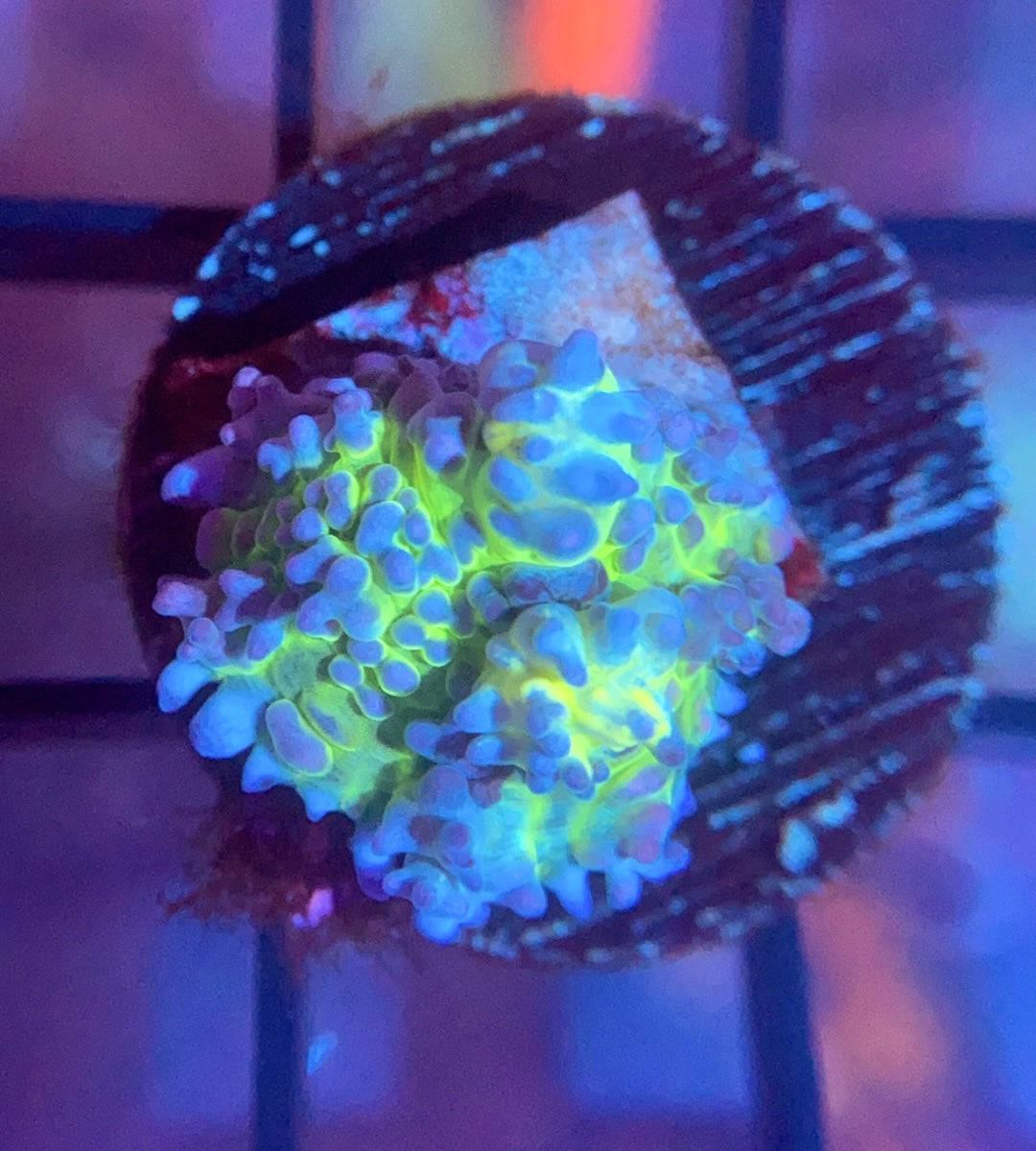 RRG Lemonade Bounce Mushroom
