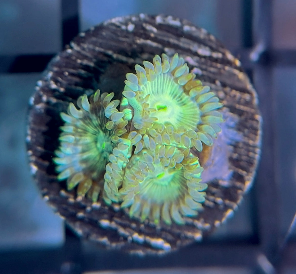 YETI Zoas