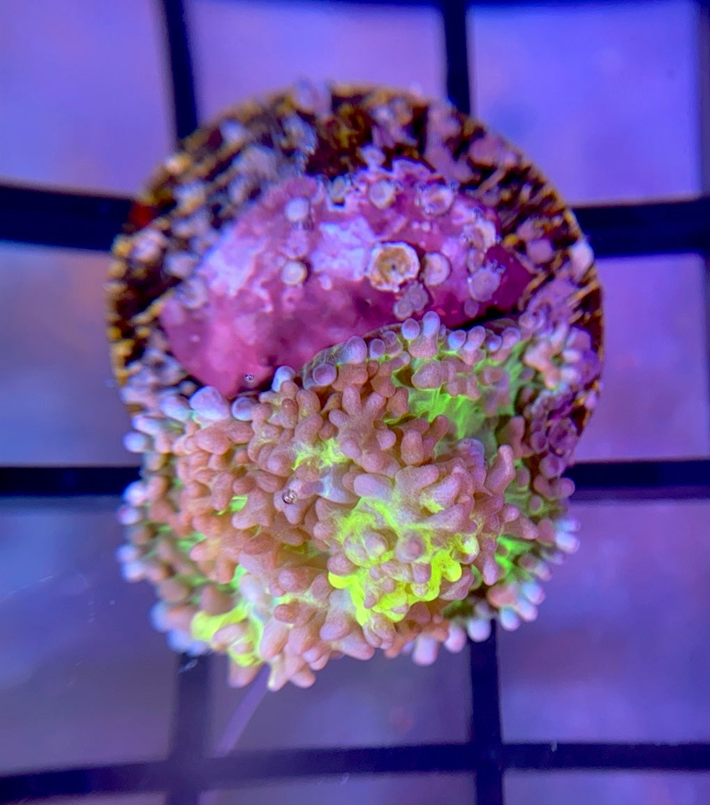 RRG Lemonade Bounce Mushroom