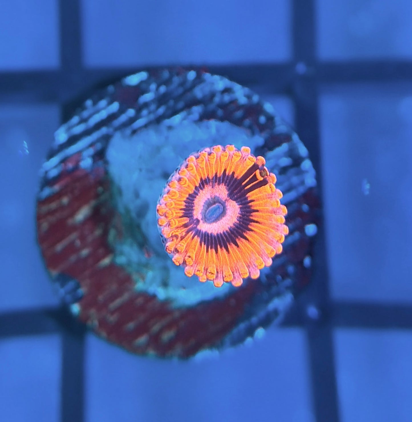 CB El Corazon Zoas