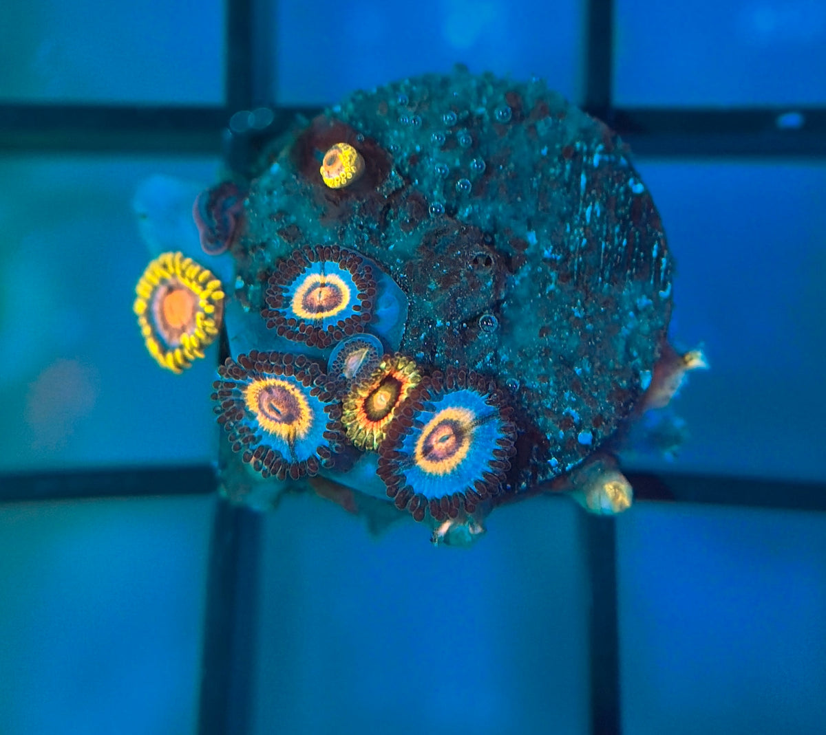 OG Wolverine Zoas & Rainbow Incinerators