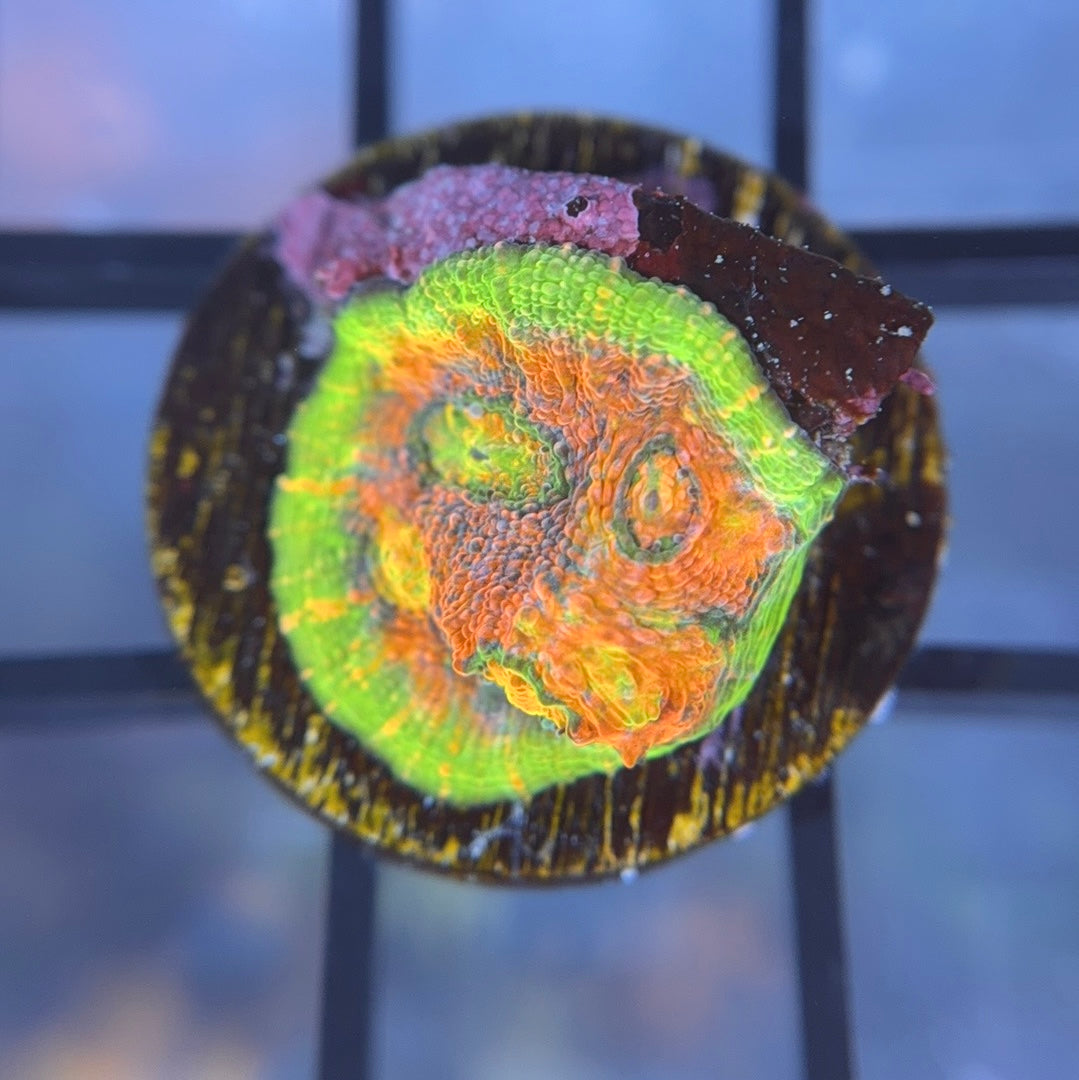 Hyper Watermelon Chalice