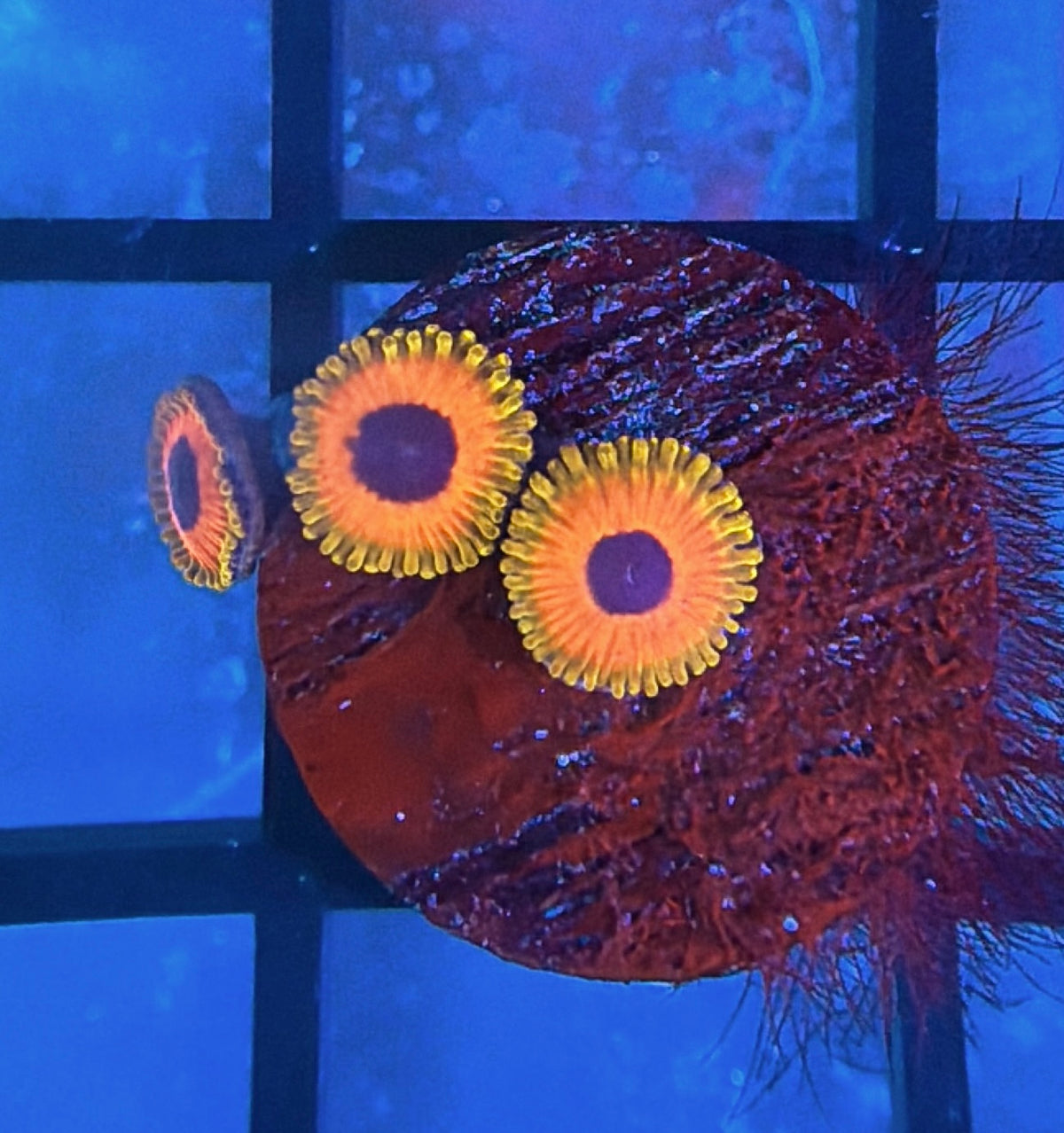 Great Owl Zoas