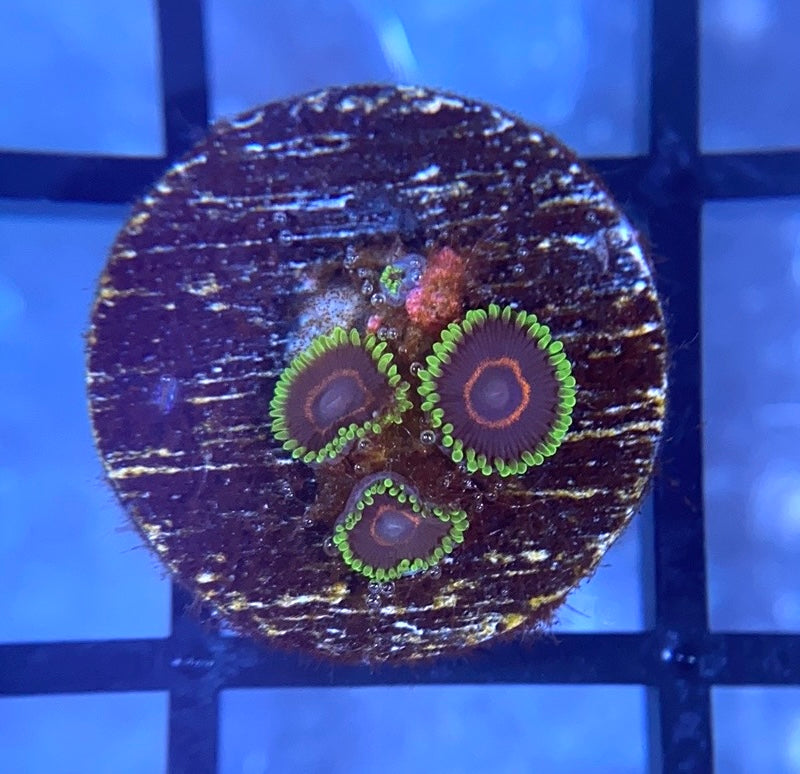 WWC Purple Heart Zoas