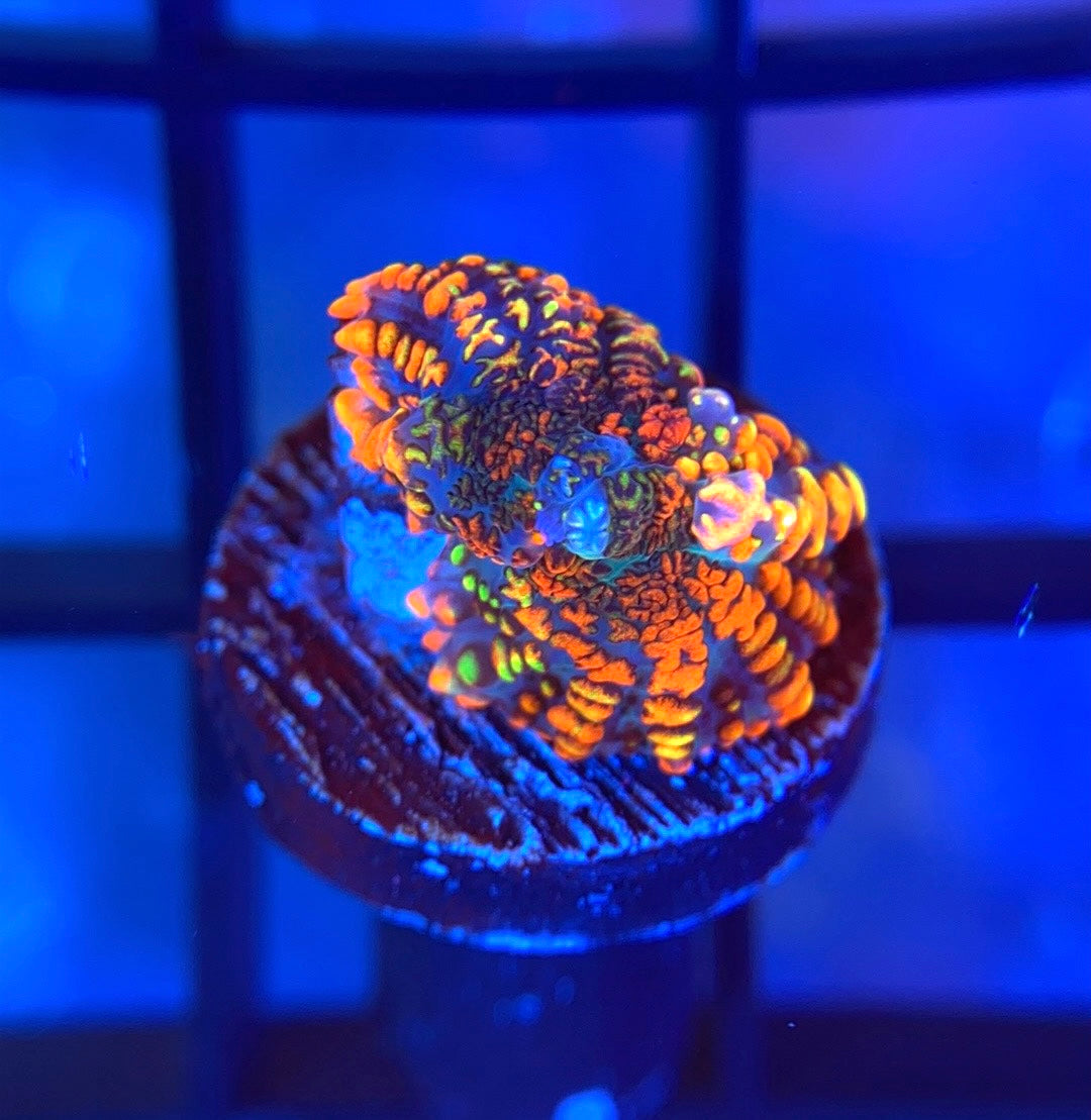 RRG Beast Mode Bounce Mushroom