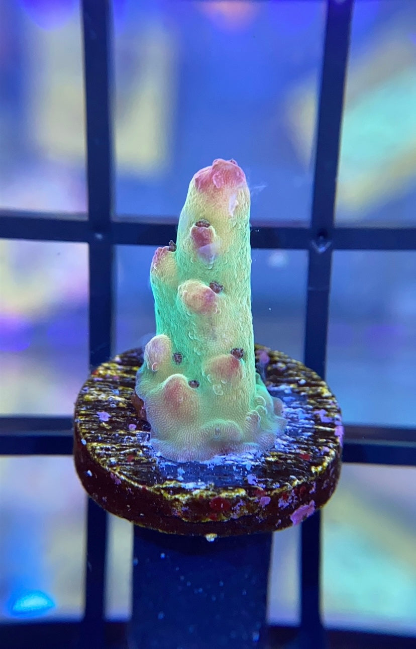 RRG Crack Juice Acropora