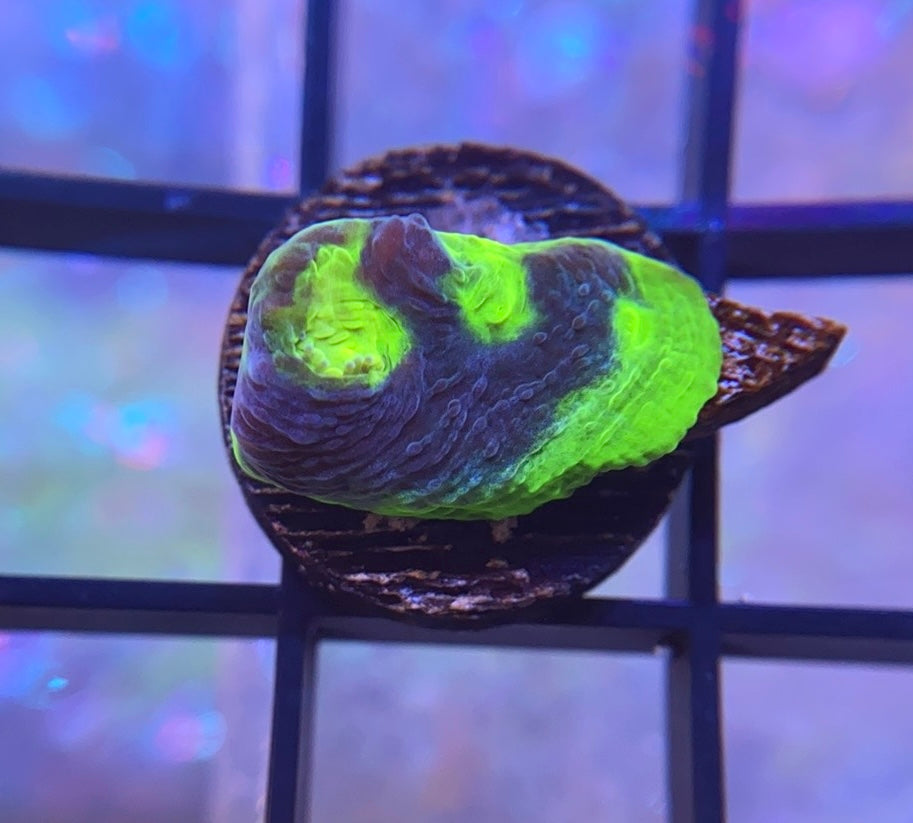 WWC Jellybean Chalice