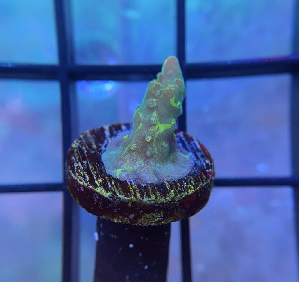 CC Grafted Banana Hammock Acropora