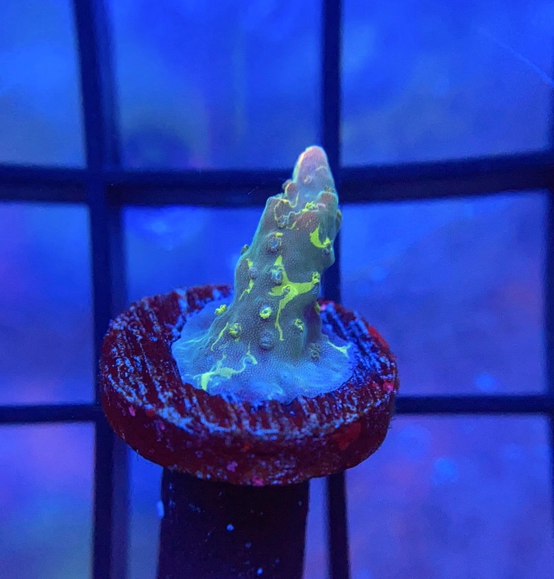 CC Grafted Banana Hammock Acropora